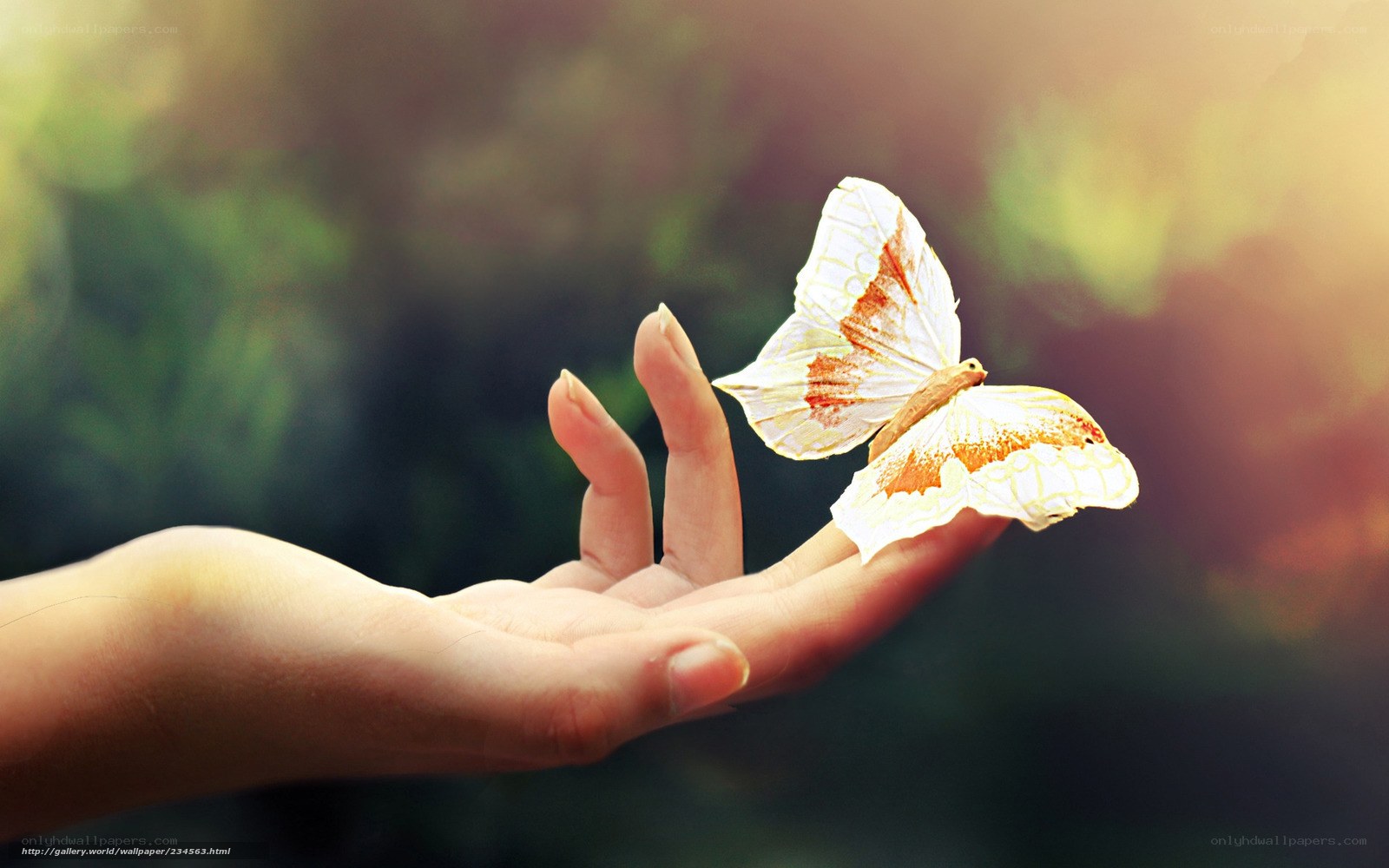 butterfly on a hand