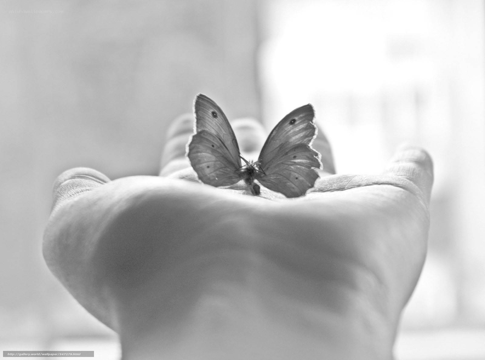 butterfly on a hand