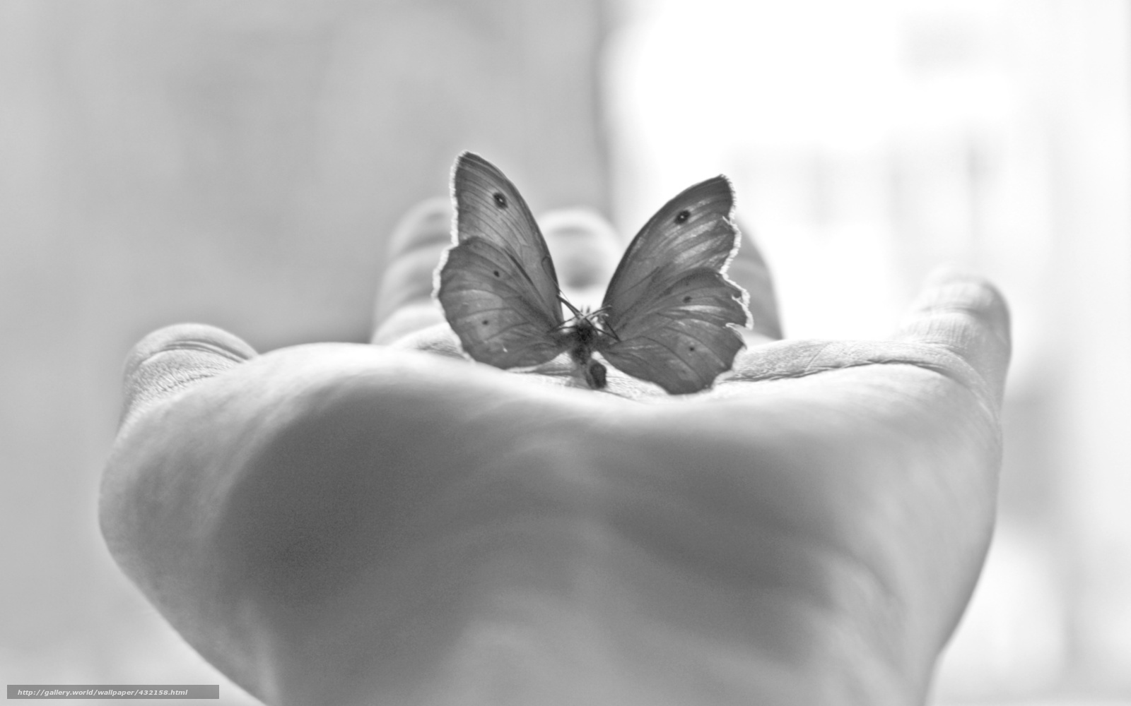 butterfly on a hand