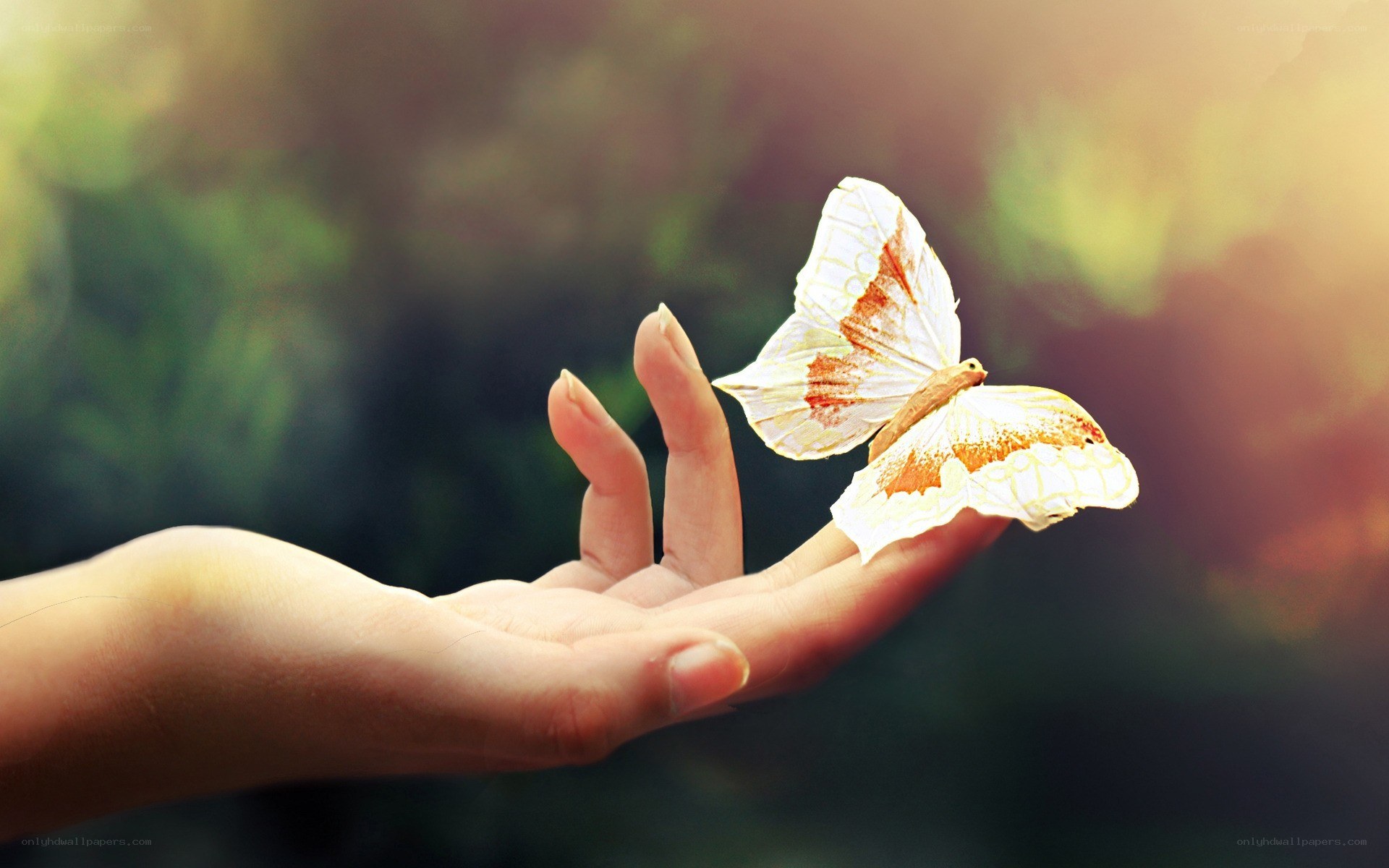 Butterfly on a hand