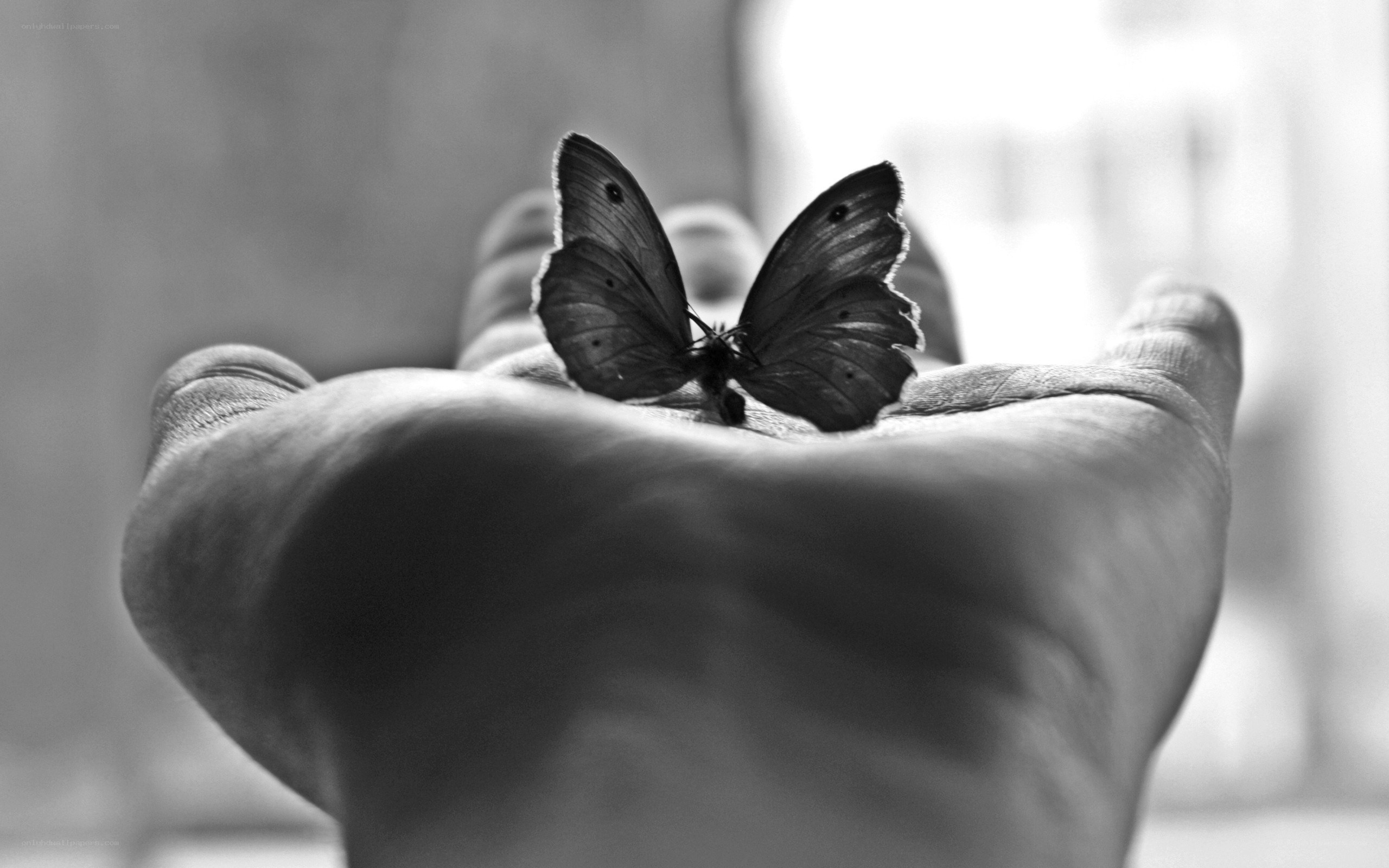 butterfly on a hand
