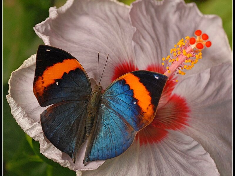 butterfly on a hibiscus flower