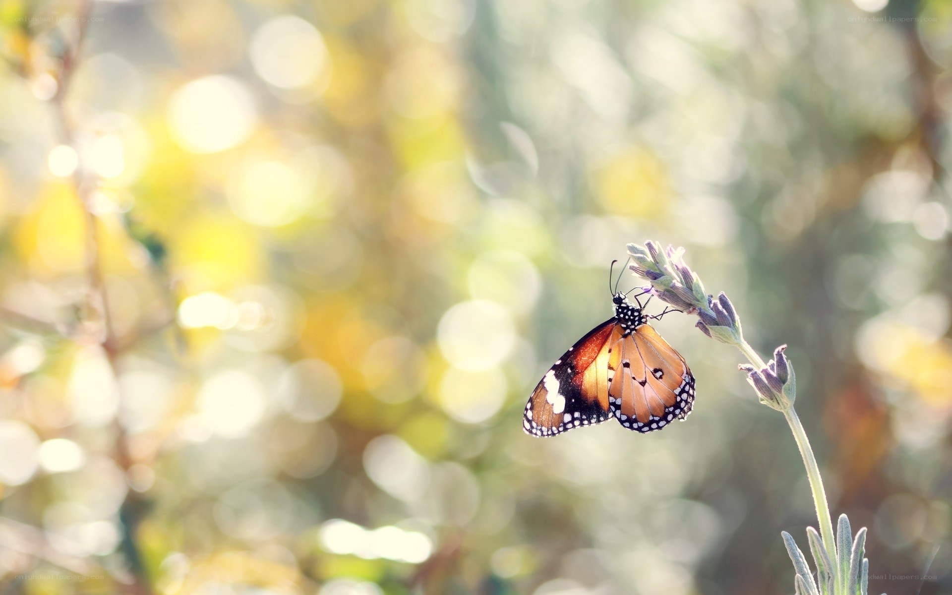 Butterfly on a lavender flower