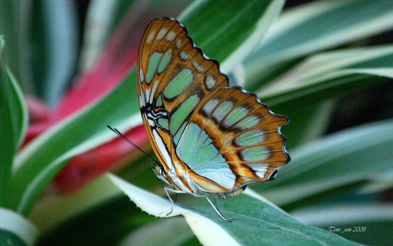 butterfly on a leaf