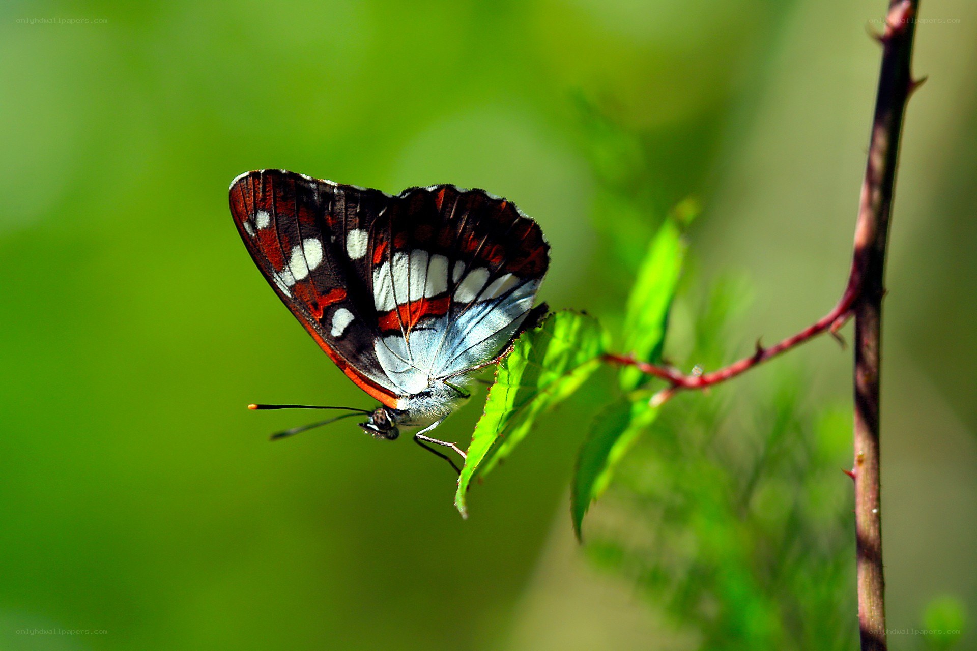 Butterfly on a leaf