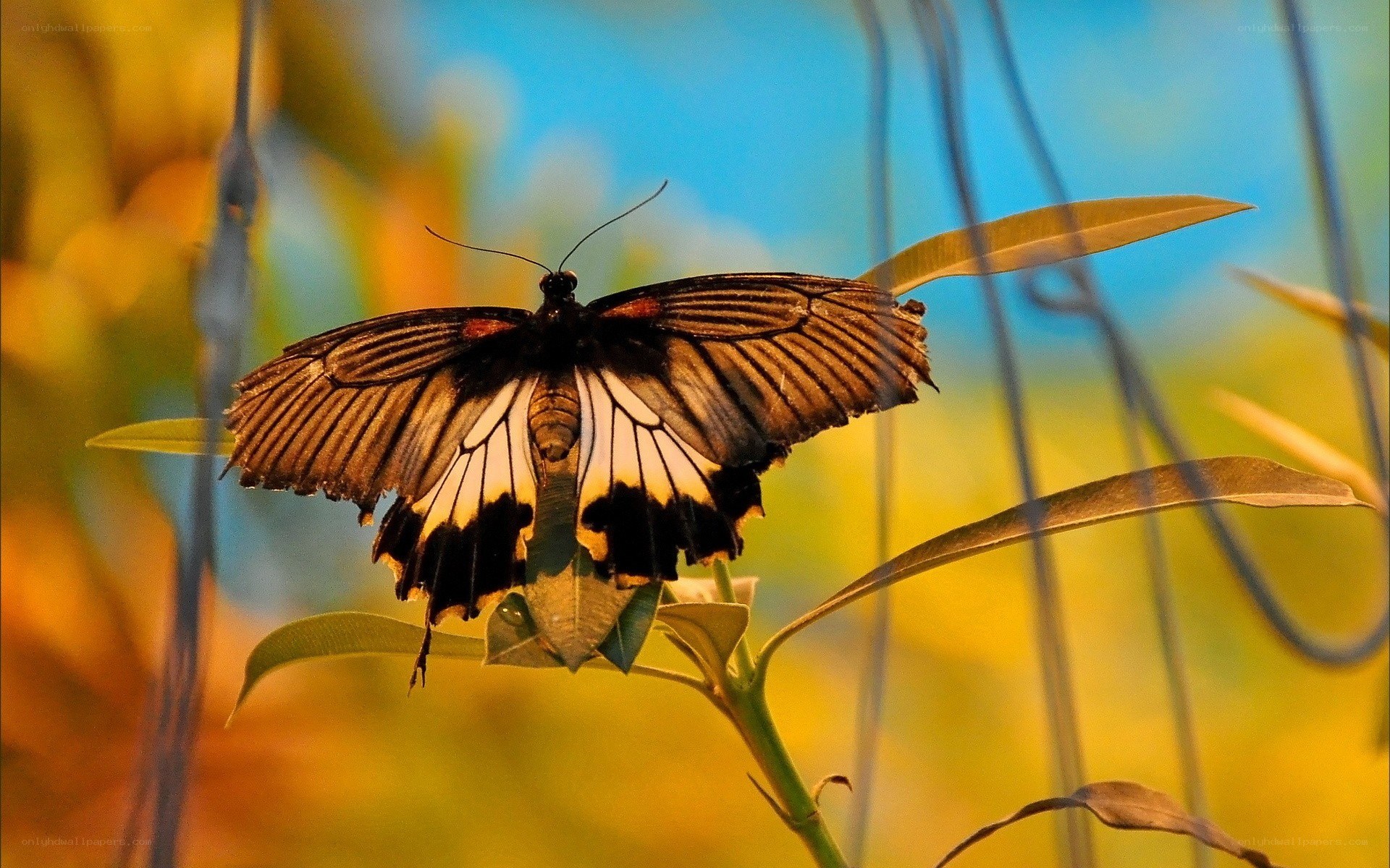 Butterfly on a leaf
