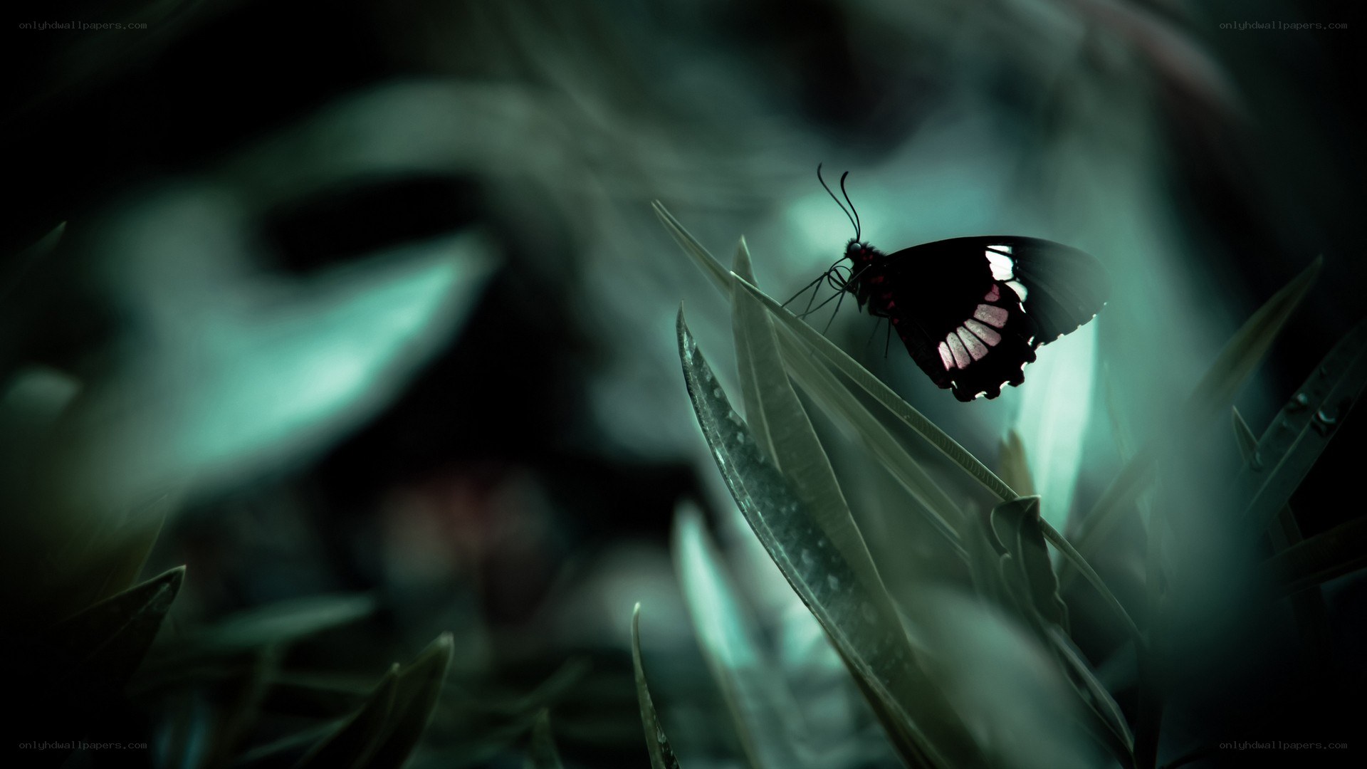 butterfly on a leaf