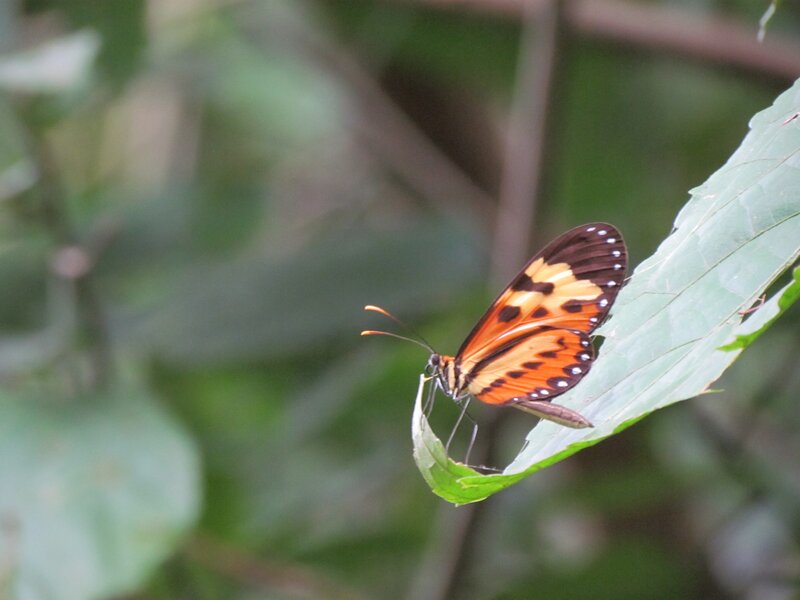butterfly on a leaf