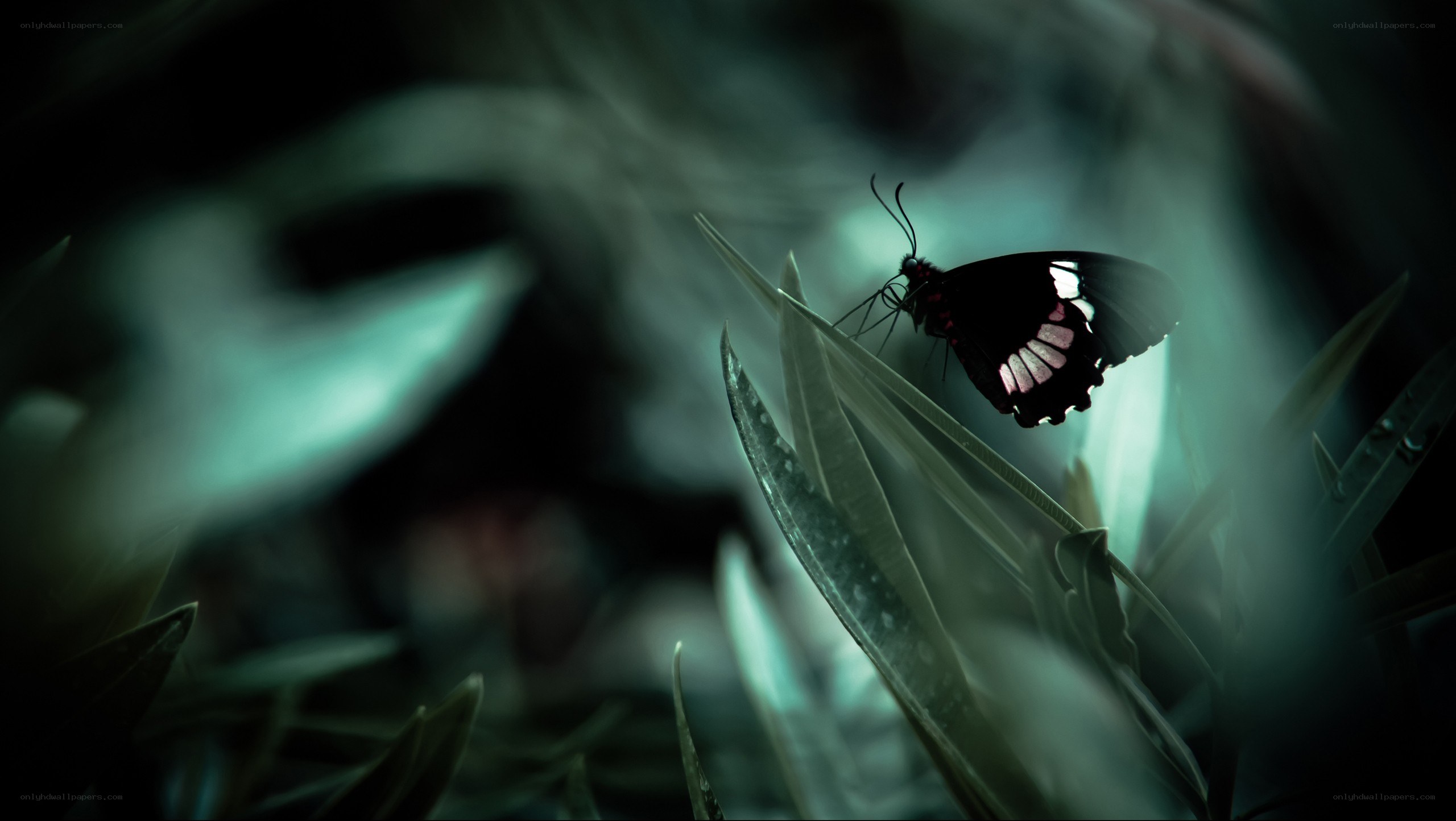 butterfly on a leaf
