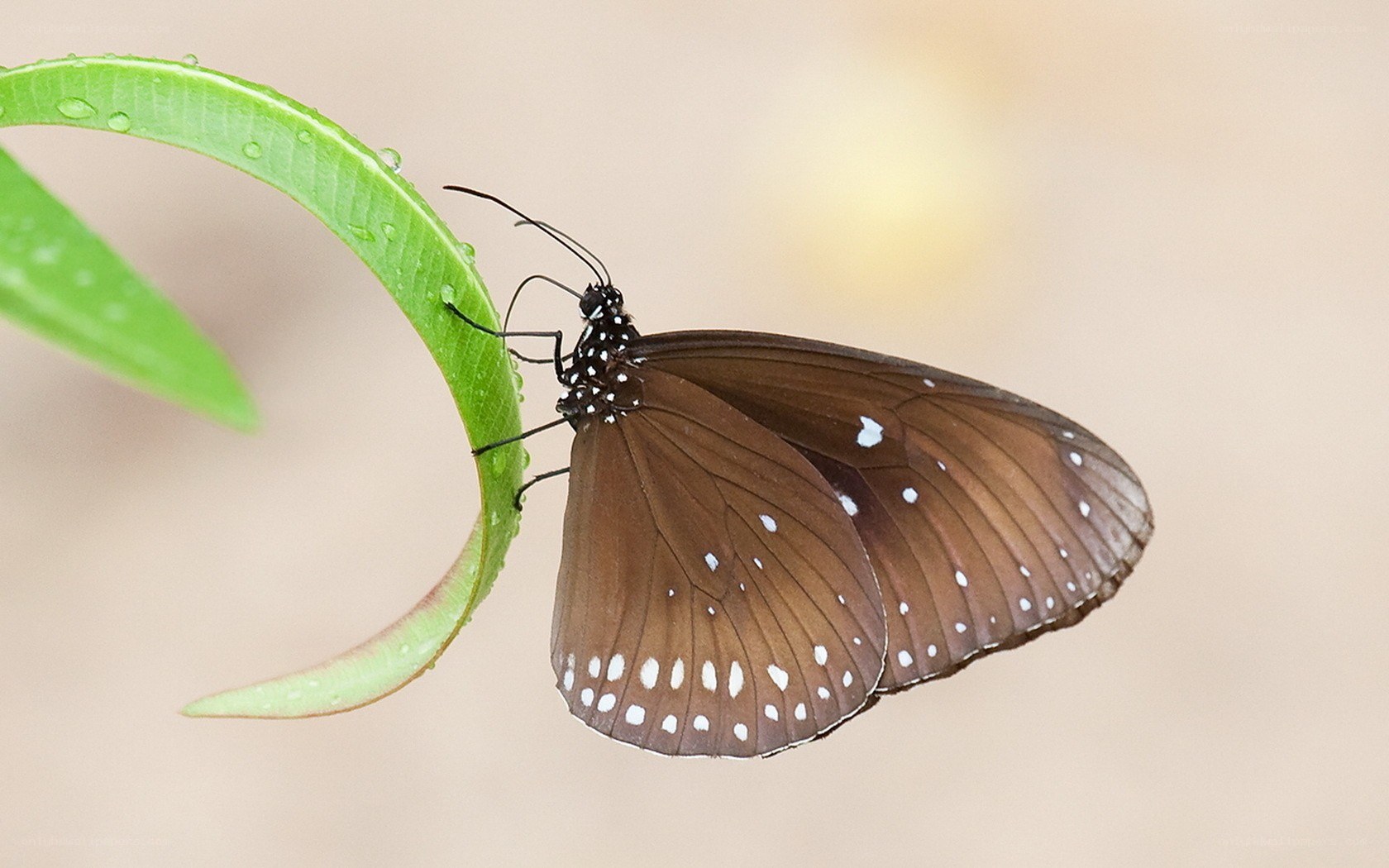 butterfly on a leaf