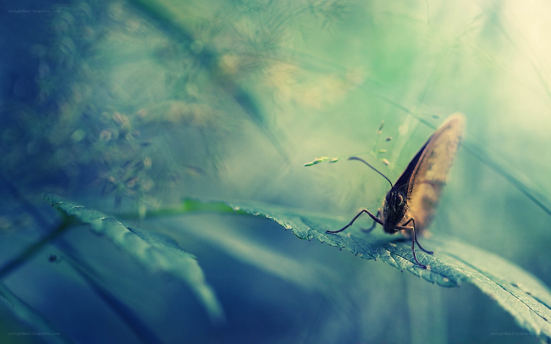 butterfly on a leaf