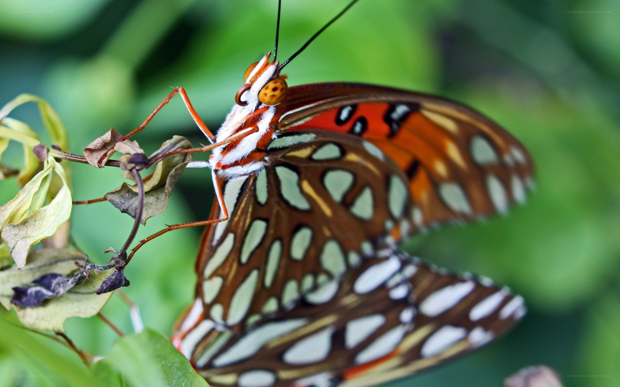 butterfly on a leaf