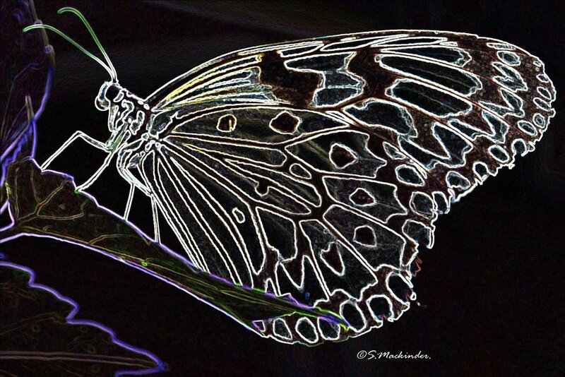 Butterfly on a leaf