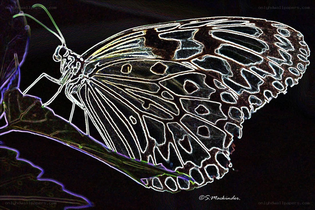 Butterfly on a leaf