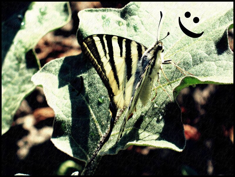 butterfly on a leaf