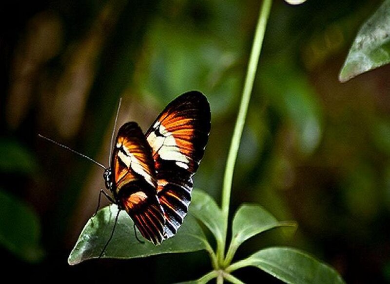 butterfly on a leaf