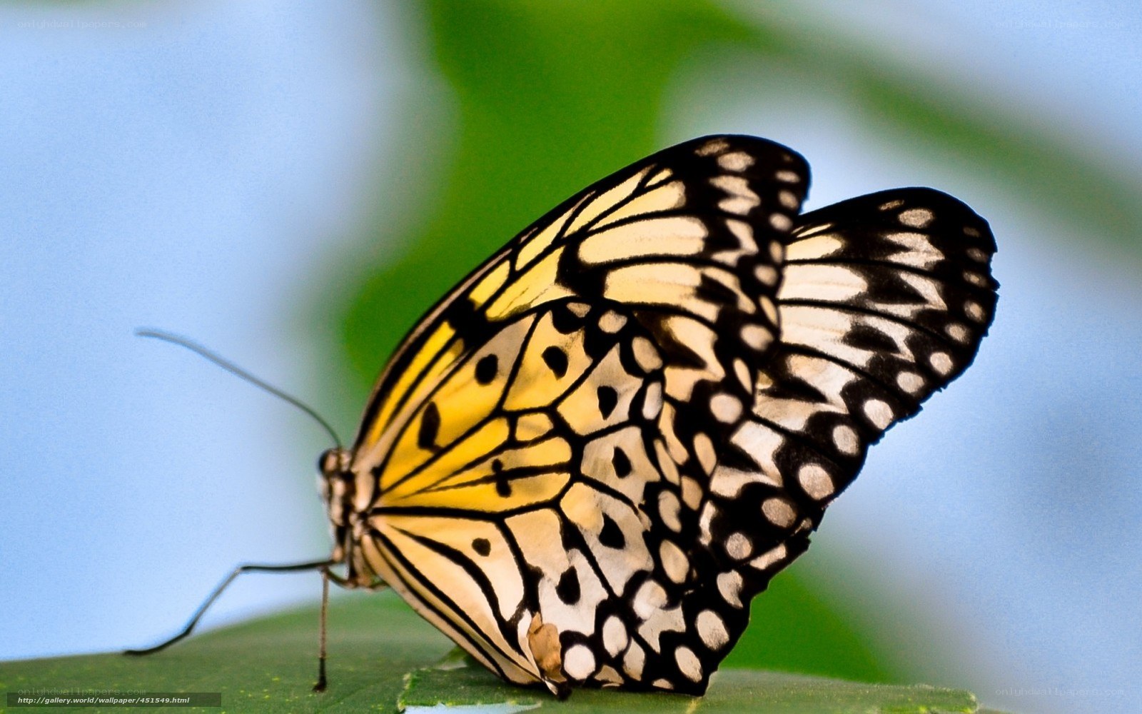 butterfly on a leaf