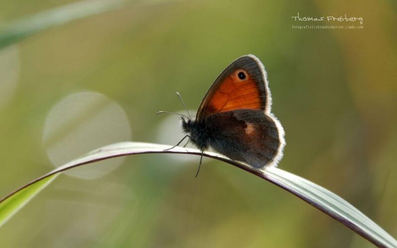 Butterfly on a Leaf — Brown