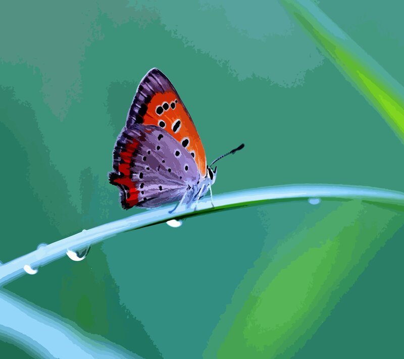 Butterfly on a Leaf — Green