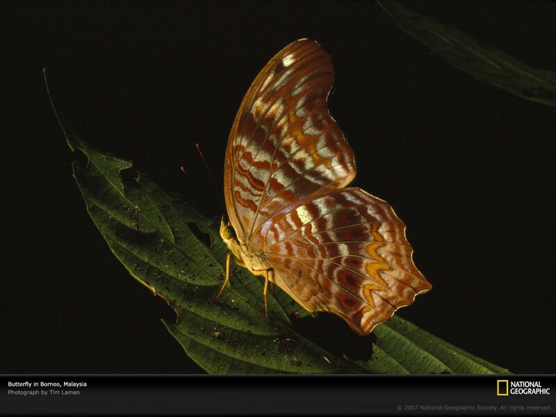 Butterfly on a leaf in Borneo