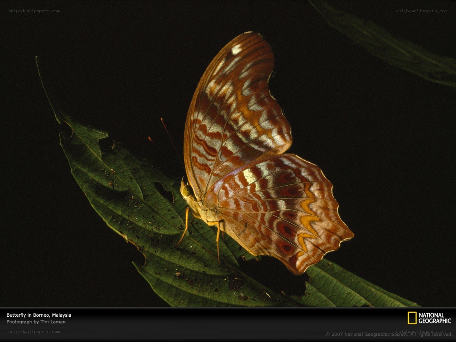 Butterfly on a leaf in Borneo