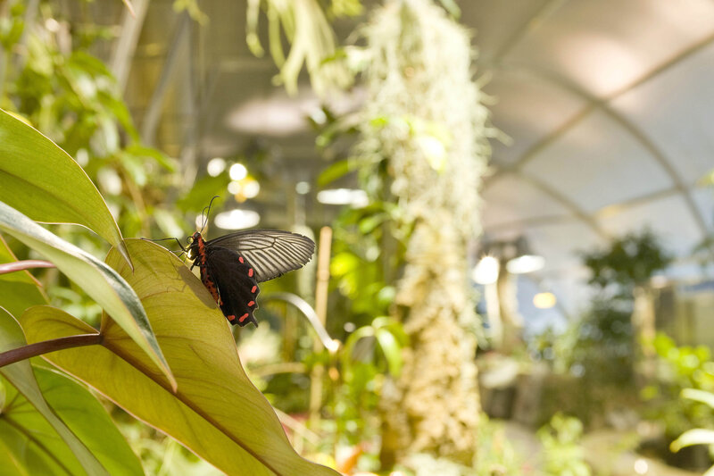 butterfly on a leaf in greenhouse
