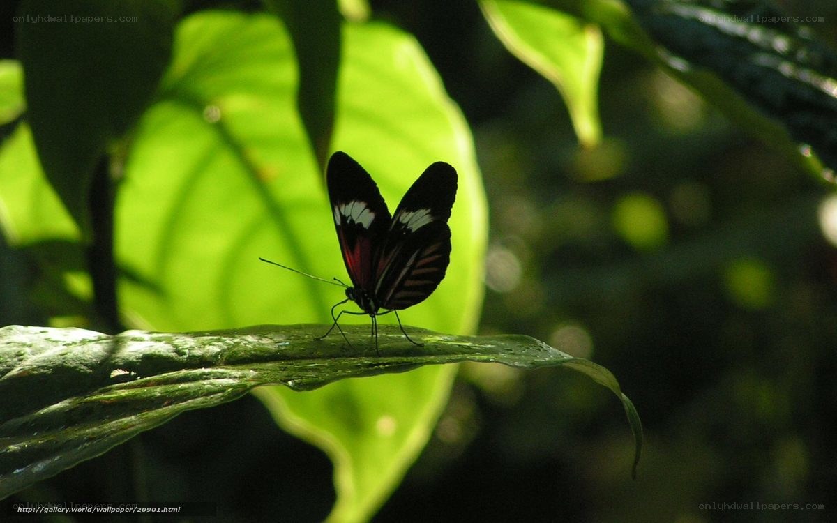 Butterfly on a leaf in sunlight