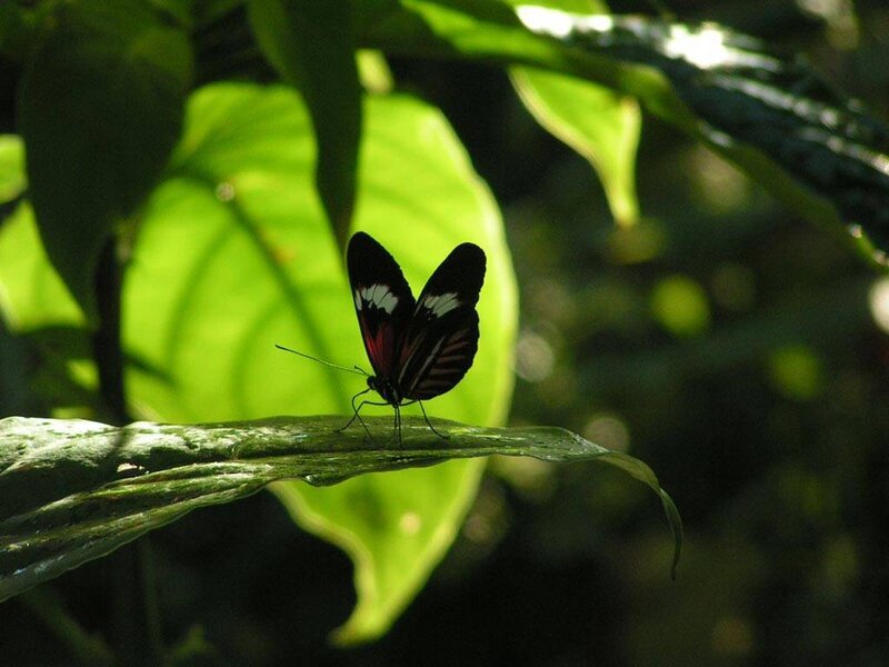 Butterfly on a leaf in the forest