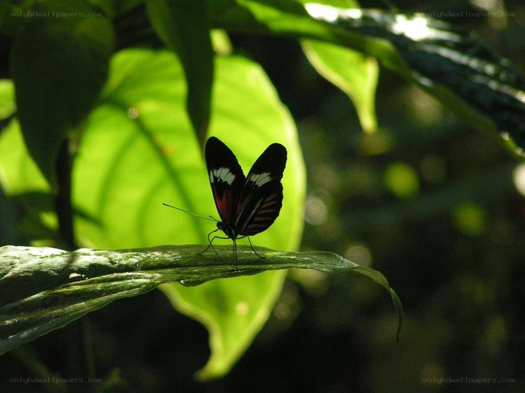 Butterfly on a leaf in the forest