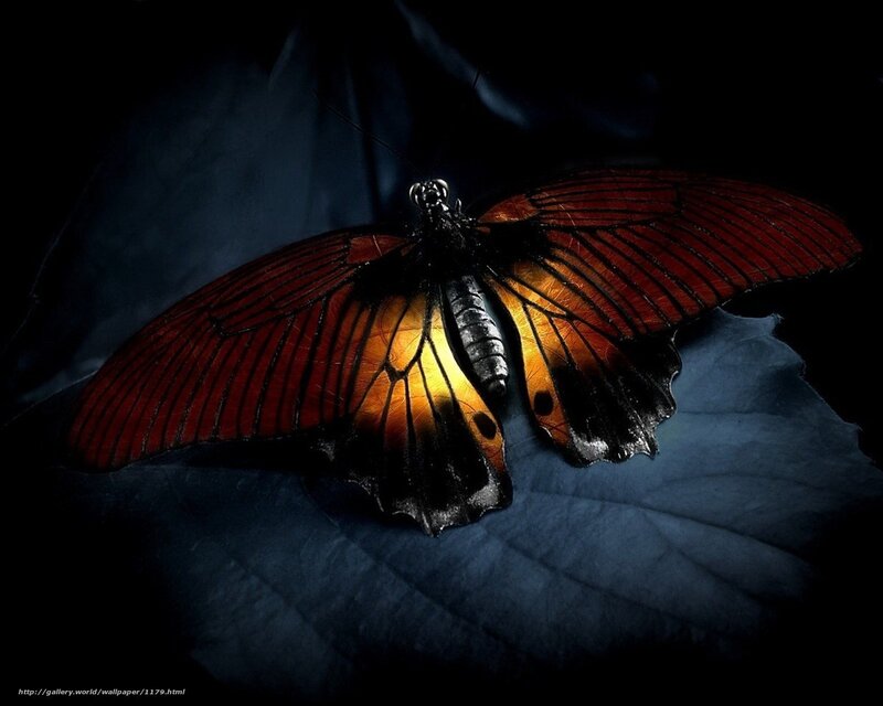 Butterfly on a leaf