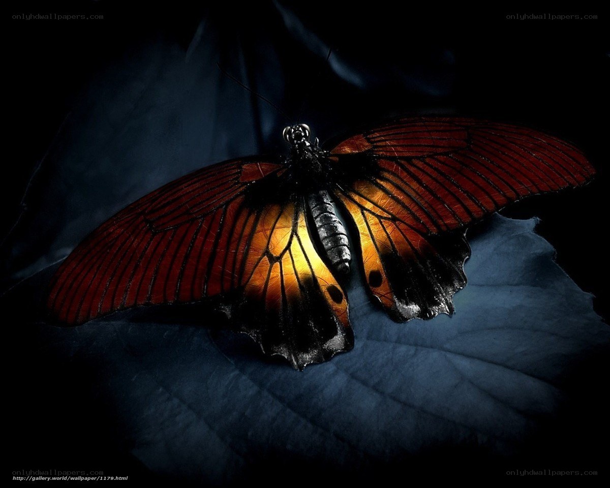Butterfly on a leaf