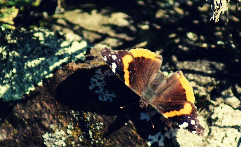 butterfly on a lichen-covered rock