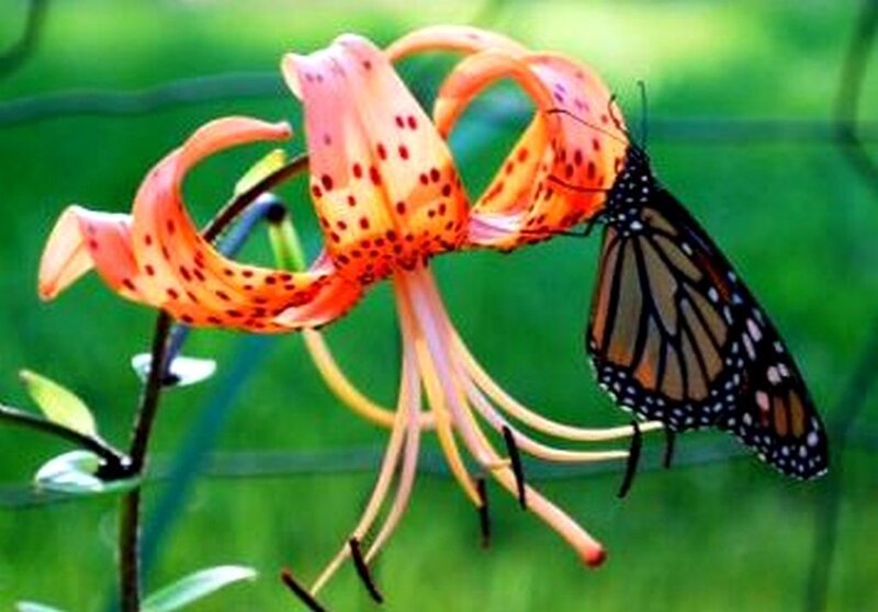 butterfly on a lily flower