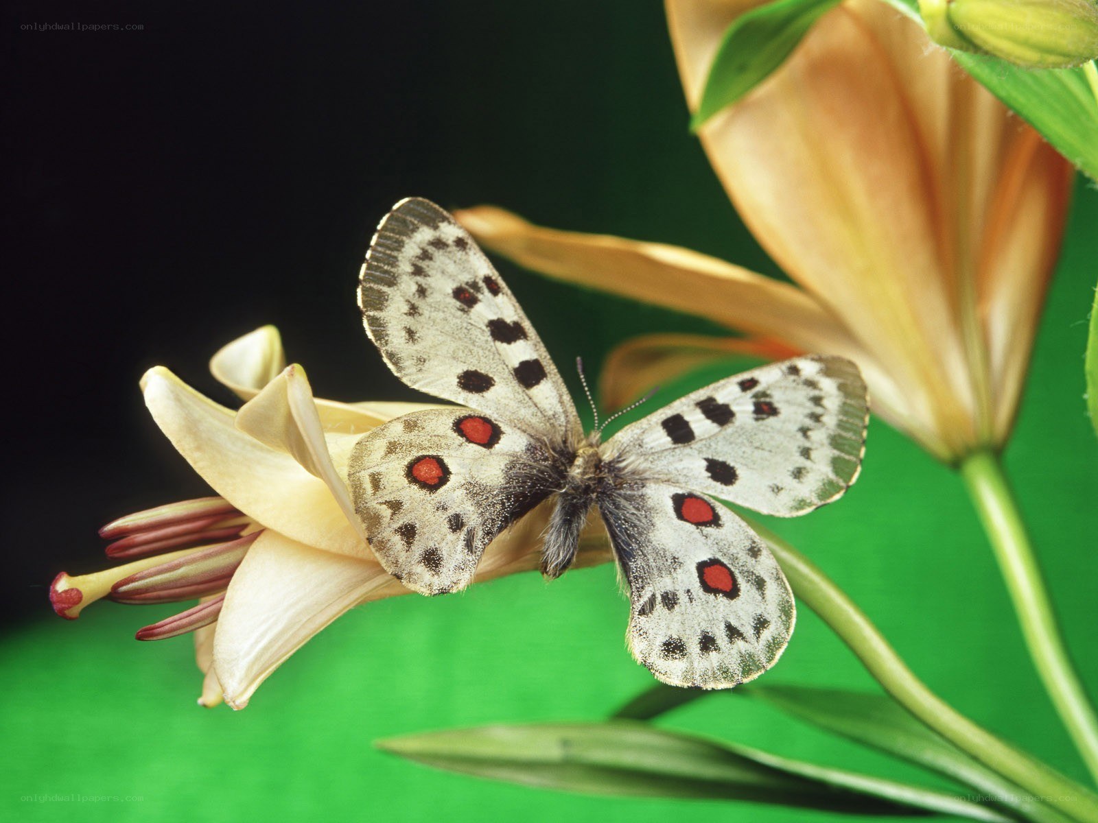 Butterfly on a lily flower