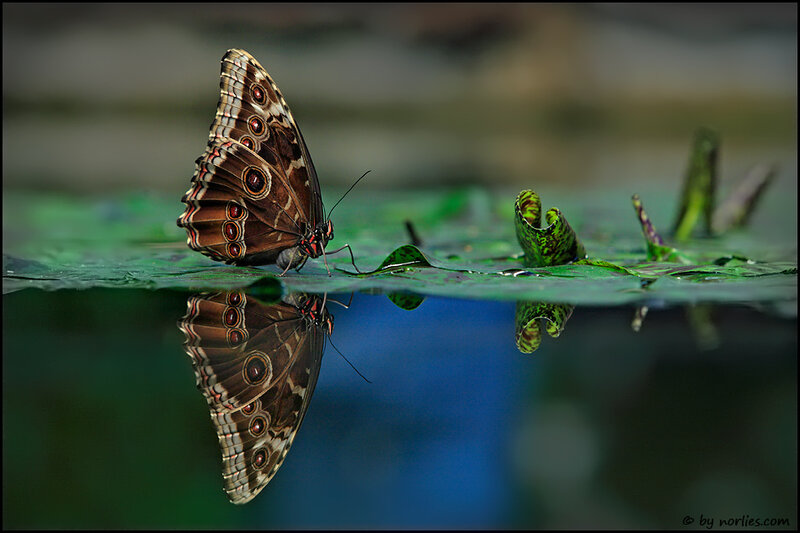 Butterfly on a lily pad