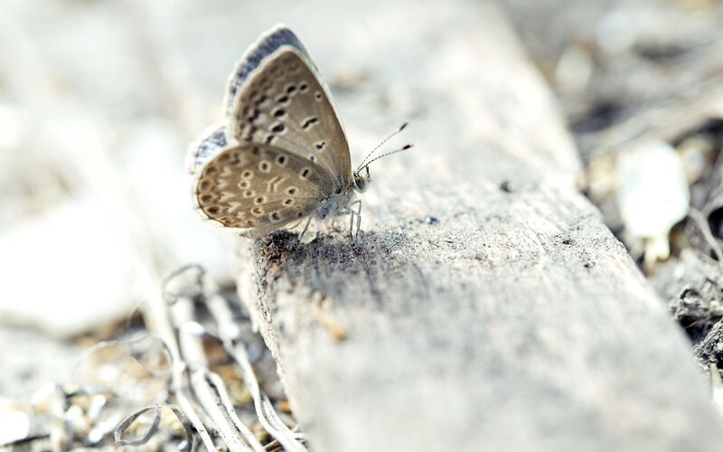 butterfly on a log