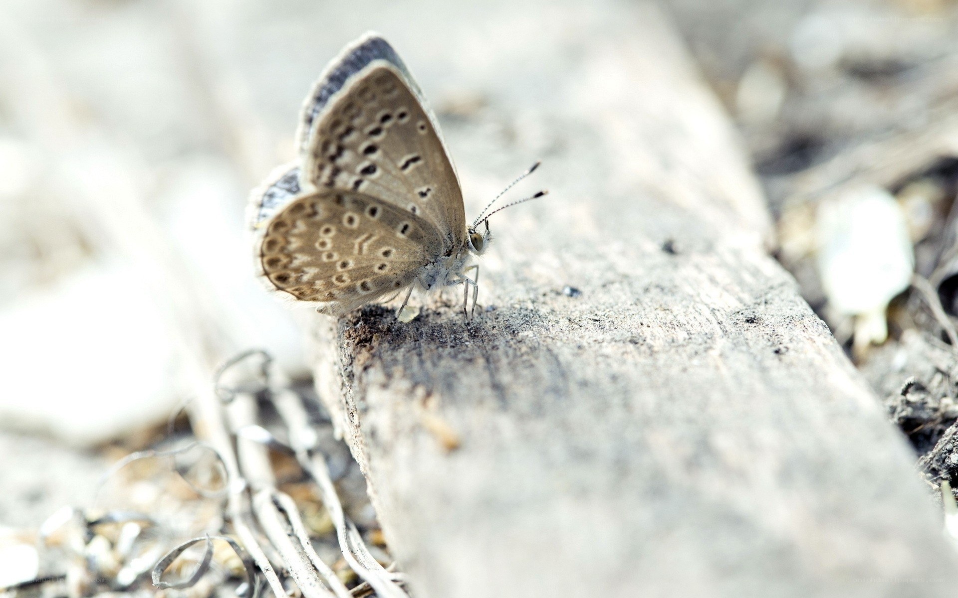 butterfly on a log
