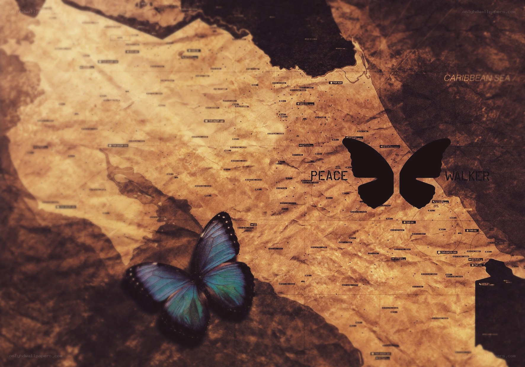 Butterfly on a map