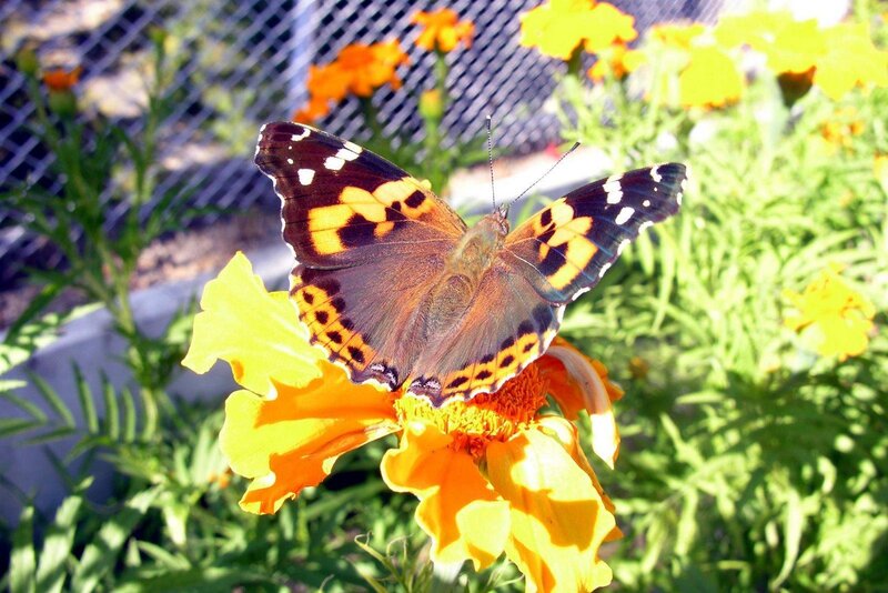 butterfly on a marigold flower