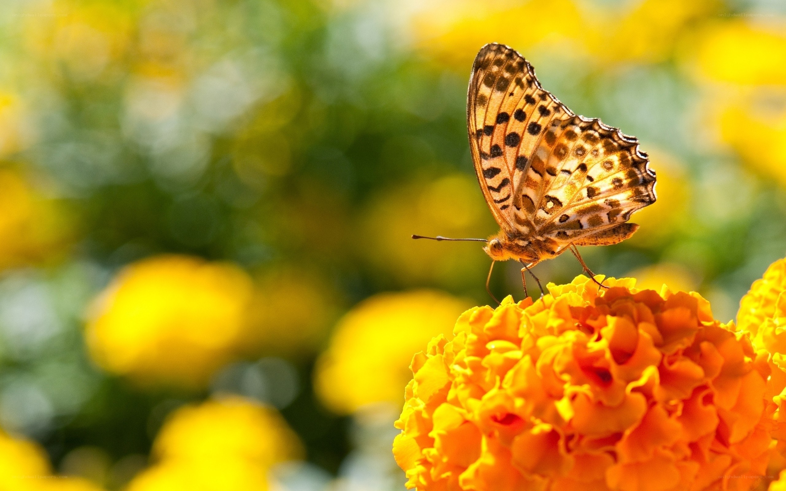 Butterfly on a marigold flower