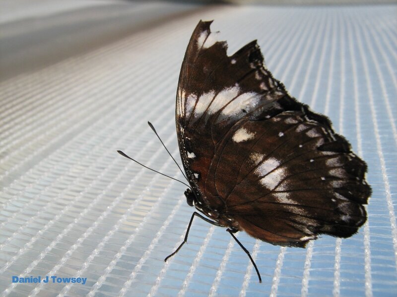 butterfly on a mesh surface