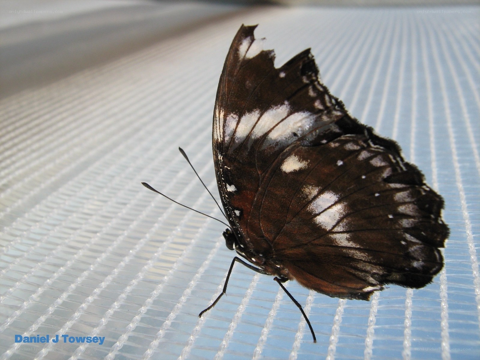 butterfly on a mesh surface