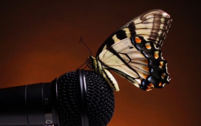 butterfly on a microphone