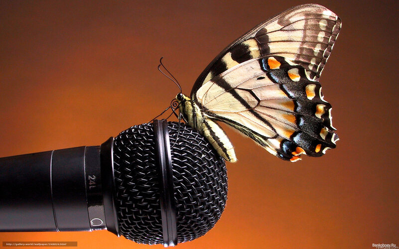 butterfly on a microphone