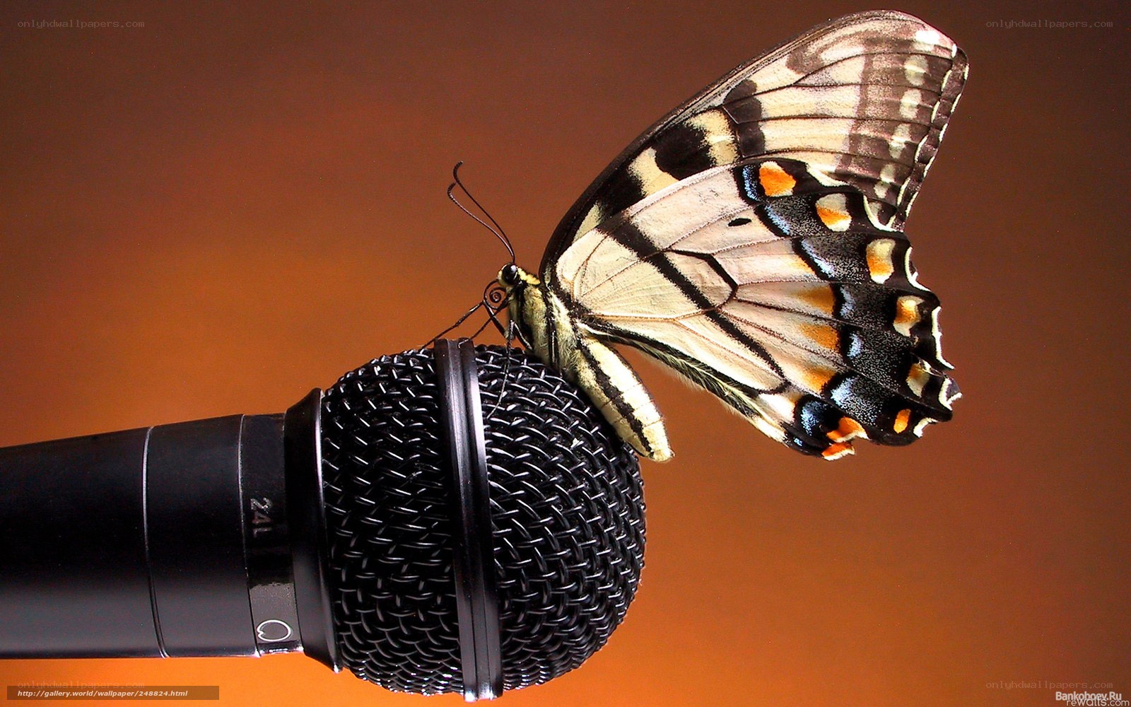butterfly on a microphone