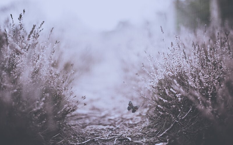 butterfly on a misty path