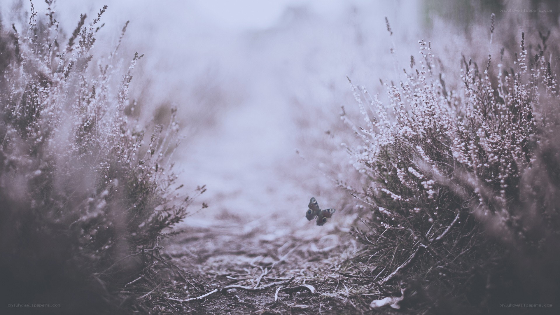 Butterfly on a misty path