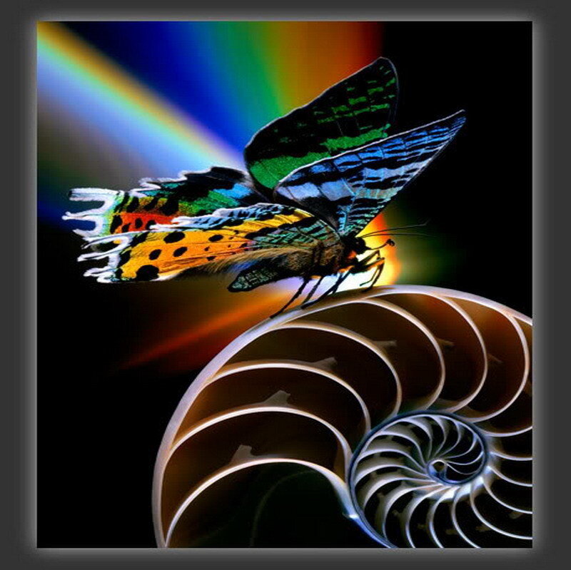 Butterfly on a nautilus shell