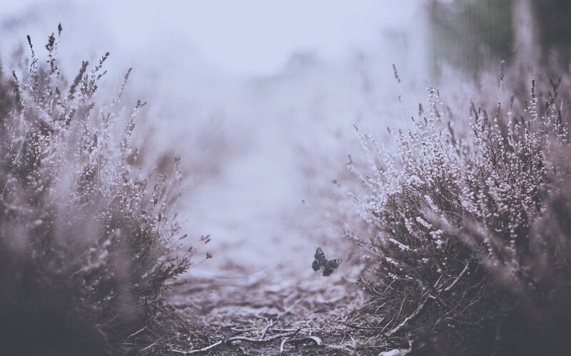 Butterfly on a Path — Gray