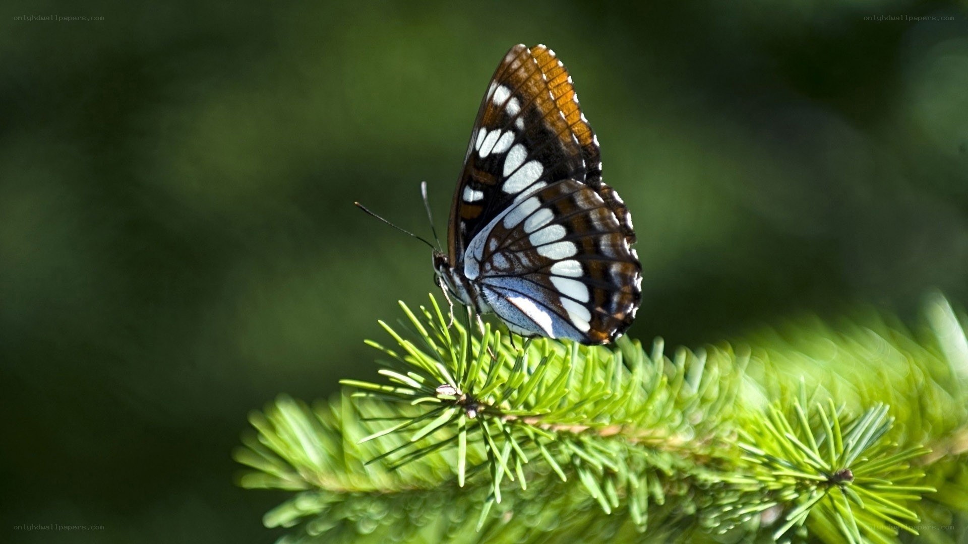 butterfly on a pine branch